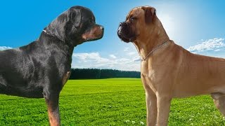 Rottweiler VS Bullmastiff Highlights [upl. by Emilia]