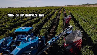 Modern Grape Harvesting  Amazing Totals [upl. by Amej]