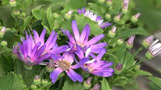 Planting Senetti [upl. by Nagiam832]