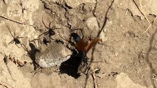 Tarantula Hawk vs Black Widow [upl. by Cassi346]