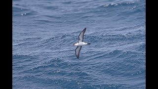 Boyds Shearwater 1 May 2018 Raso Cape Verde [upl. by Arly755]