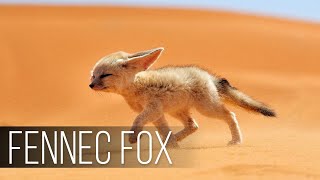 FENNEC FOX is the Cutest Wildlife Predator The Smallest FOX in the world Desert Fox [upl. by Barbra]