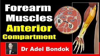 How Do You Remember Every Muscle in the Forearm Anterior Compartment Dr Adel Bondok [upl. by Sletten551]