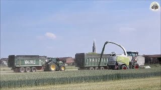 Claas Jaguar 970 494  Direct Disc 520  Flli Erbini  Trinciatura frumento 2022 [upl. by Snehpets]