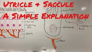 Utricle amp Saccule a Simple Explanation of How We Sense Motion [upl. by Rimas]