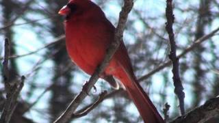 Northern Cardinal  HD MiniDocumentary [upl. by Orferd]