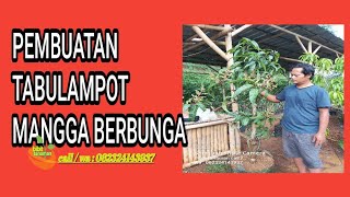 PEMBUATAN TABULAMPOT MANGGA BERBUNGA [upl. by Yrram]