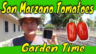 San Marzano Tomato Care [upl. by Athalee]