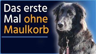 Resozialisierung nötig bisheriges Training hat sein Leben unnötig erschwert Cooper Teil 1 [upl. by Stelmach348]