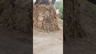 Inside village view in india A street trip villagelife road cow nature garden [upl. by Limhaj]