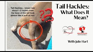 Tail Hackles What Does It Mean [upl. by Cowley]