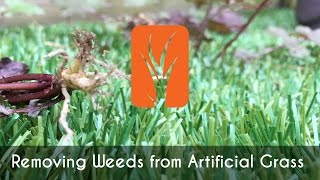 Removing Weeds from Artificial Grass  Bella Turf [upl. by Orfield]