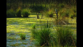 The Rattlin Bog 1 Hour Mix [upl. by Macleod]