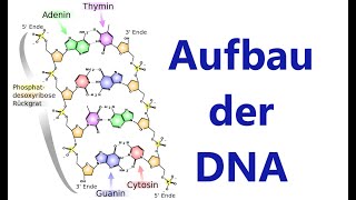 DNADNS Desoxyribonukleinsäure  Aufbau und Struktur Biologie Genetik [upl. by Dduj]