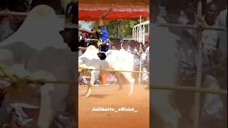 vadamanjuvirattu love jallikattu 2024 bull karthi tamilculture [upl. by Zurc13]