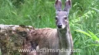 Musk Deer of the Himalaya [upl. by Marcelline]