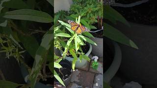 Monarch Butterfly Laying Eggs [upl. by Karlik718]