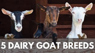 5 Breeds of Dairy Goats for your Homestead [upl. by Neeoma313]