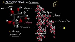 Introducción a los carbohidratos  Khan Academy en Español [upl. by Sabrina]