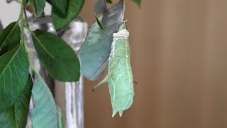 Butterfly prepupa and pupation Apatura metis x 16 speed [upl. by Meit380]