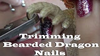 How To Cut Your Bearded Dragons Nails [upl. by Niamrej632]