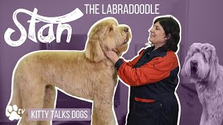 Grooming Stan the Labradoodle  Kitty Talks Dogs  TRANSGROOM [upl. by Cohla]