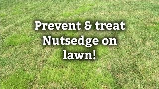 Nutsedge Weed Control  Lawn Weeds Tips [upl. by Norvun]