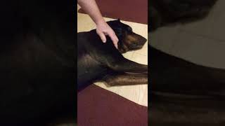 1 How to remove a cutaneous skin tumor from your dog at home Day 1 [upl. by Valeria978]