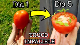 🍅 CIENTOS de TOMATERAS en 5 DÍAS  Germinar TOMATES del SUPERMERCADO Sembrar y plantar tomates [upl. by Onitnatsnoc]