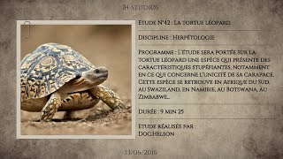 LA TORTUE LÉOPARD  STIGMOCHELYS PARDALIS [upl. by Ahseek]