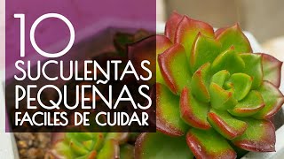 10 SUCULENTAS PEQUEÑAS FÁCIL DE CUIDAR [upl. by Nylzaj887]