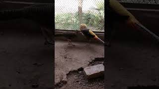 Red Golden pheasant foryouvideo foryou virakshorts viralvideo pets pheasant petcare [upl. by Jaine]