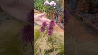 Allium sphaerocephalon Drumstick Allium  Bee Friendly Plants to Grow  Bulbs to Plant in Autumn [upl. by Dachi]