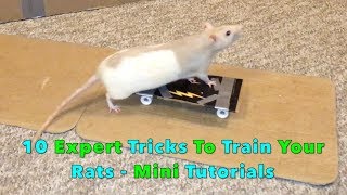 10 Expert Tricks To Train Your Rats  Mini Tutorials [upl. by Caassi]