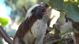 Conservation Connection Cotton Top Tamarin [upl. by Lajib]