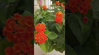 Lantana plant🏵️lantana gardening [upl. by Ardua547]