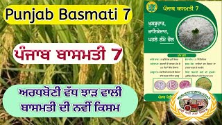 Punjab Basmati 7 ਪੰਜਾ਼ਬ ਬਾਸਮਤੀ 7  Shergill Markhai [upl. by Abroms746]