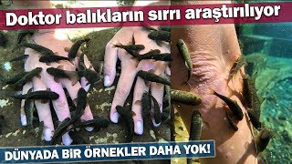 Doktor Balıkların Sırrı Araştırılıyor [upl. by Yank449]