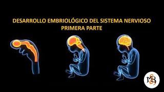 DESARROLLO DEL SISTEMA NERVIOSO I [upl. by Furr]