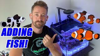 Adding Fish to the Nano Reef Aquarium  Waterbox 20 Cube [upl. by Rebekah]