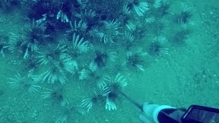 Pensacola Lionfish HuntingAgain [upl. by Edwards]