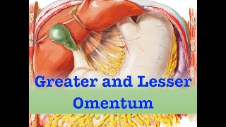 Greater and Lesser Omentum [upl. by Iana73]