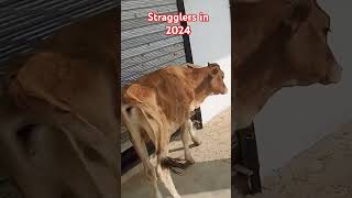 Stragglers in 2024 punjabisong rap minivloging trendingvideo [upl. by Zamora]