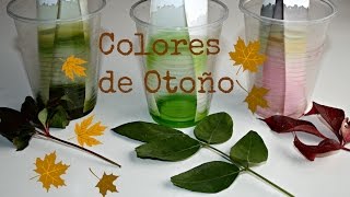 STEM ciencias  El color de las hojas en otoño [upl. by Arocahs131]