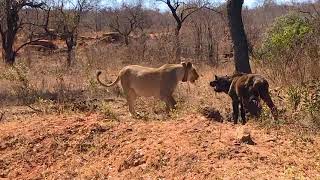 Lion Vs Cape Buffalo Calf  Effortless Kill [upl. by Onoitna]