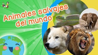 Animales Salvajes para Niños Videos Educativos para Niños [upl. by Ellswerth369]