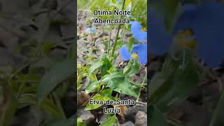 ErvadeSantaluzia natureza floresnaturephotography shortsvideo [upl. by Eelimaj875]