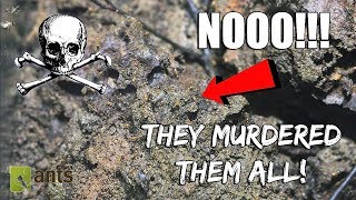 Pharaoh Ant Invaders Killed My Entire Colony  SAD EPISODE [upl. by Rockel]