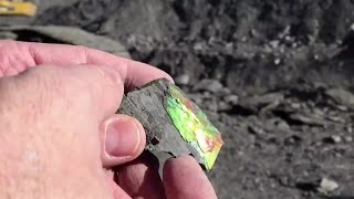 Watch how ammolite the rarest of gemstones is mined in Alberta [upl. by O'Neil]