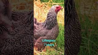 Brahma Chickens Size Eggs Lifespan and More [upl. by Ahtenak]